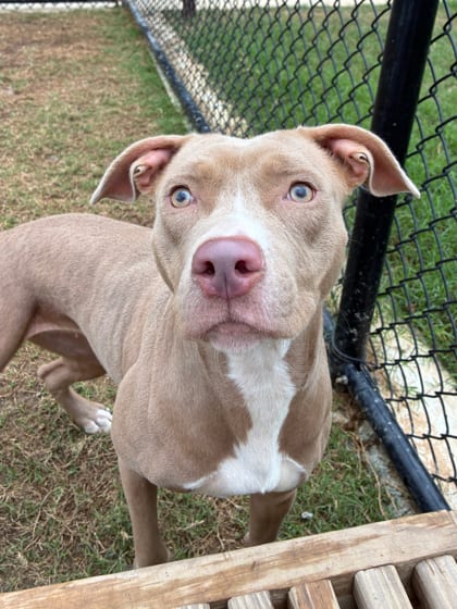 Photo of Serena Williams, adoptable dog in Atlanta, Georgia