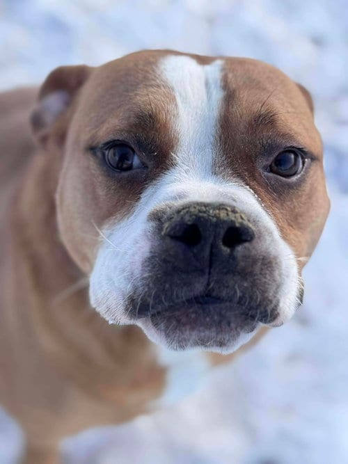 Photo of Ashton now Tyson - FOSTER OR ADOPT ME, adoptable Boxer in Burnsville, Minnesota