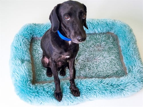 Photo of Robin, adoptable Whippet in Ft Lauderdale, Florida