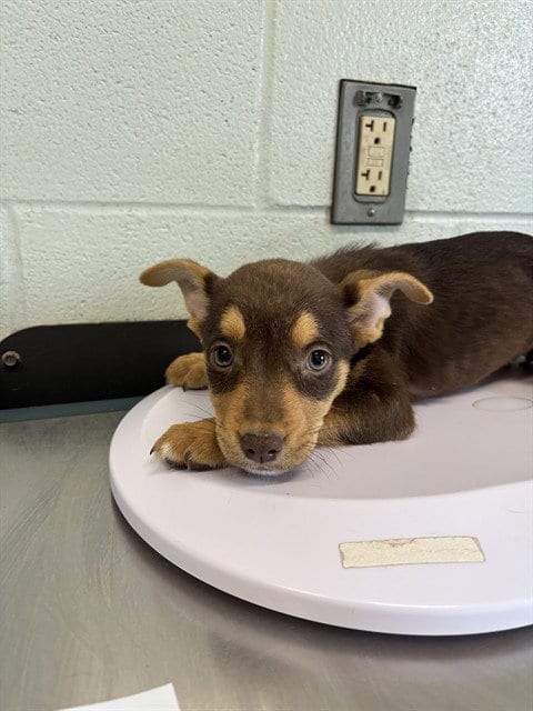 Photo of Cameila, adoptable German Shepherd Dog in Corpus Christi, Texas
