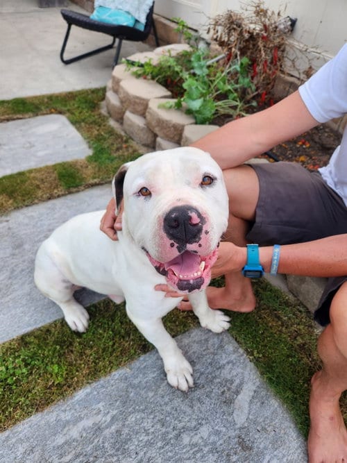 Photo of Tank, adoptable Pit Bull Terrier in Chula Vista, California