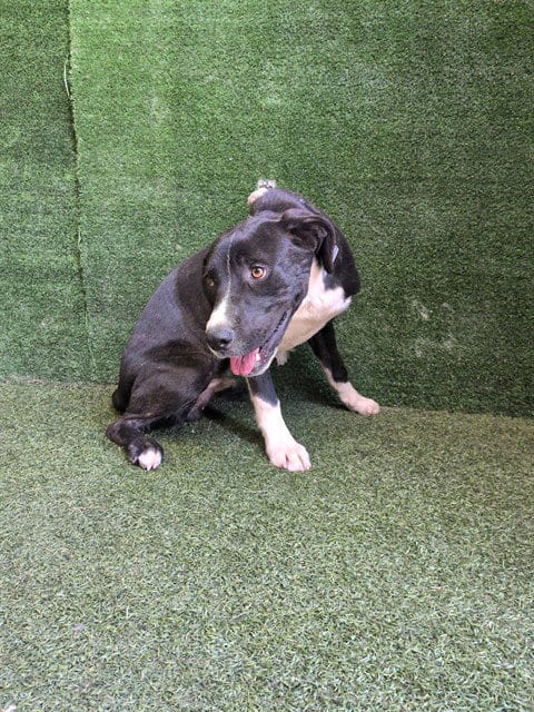 Photo of Sugar, adoptable Labrador Retriever in Lancaster, California