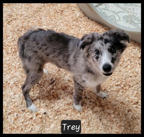 Photo of Trey, adoptable Australian Shepherd in Granbury, Texas