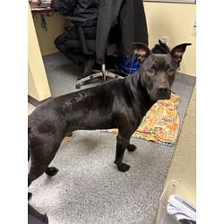 Photo of Renfield, adoptable American Pit Bull Terrier in Olympia, Washington