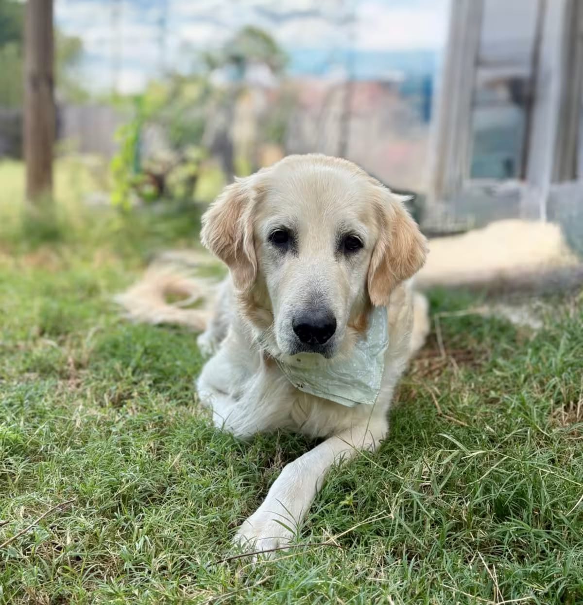 Photo of Sadie Mae, adoptable Great Pyrenees/Mixed Breed (Medium) in Brattleboro, Vermont