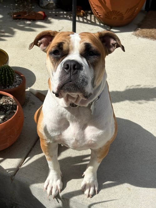 Photo of Molly Moo Cow, adoptable Bulldog in Seattle, Washington