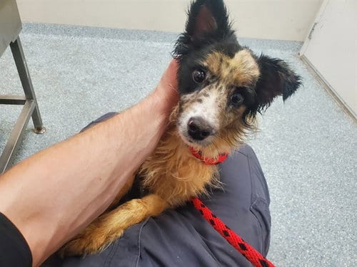 Photo of Apophenia, adoptable Australian Shepherd in Garland, Texas