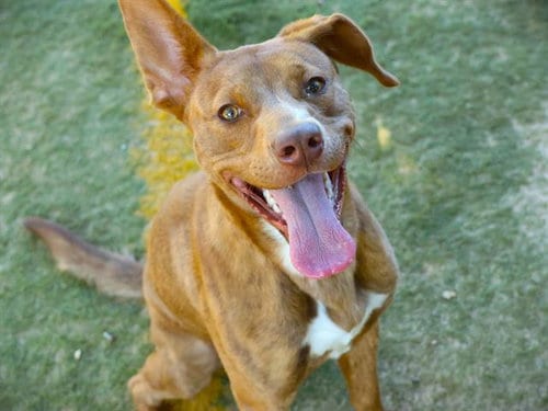 Photo of Yumi, adoptable Husky in Tallahassee, Florida