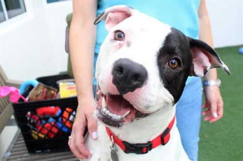 Photo of Spot, adoptable Boxer in Ft Lauderdale, Florida