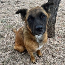 Photo of 1119 (2026) Maxwell, adoptable German Shepherd Dog Mixed Breed (Medium) in Parker, Colorado