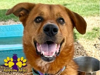 Photo of Leonardo (Leo), adoptable dog in Georgetown, Texas