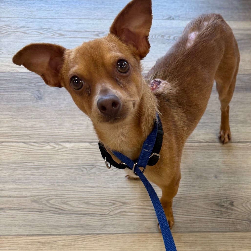 Photo of Boris, adoptable Chihuahua in West Chester, Pennsylvania