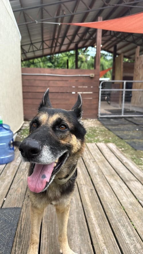 Photo of Bandido 3174, adoptable German Shepherd Dog in Plantation, Florida