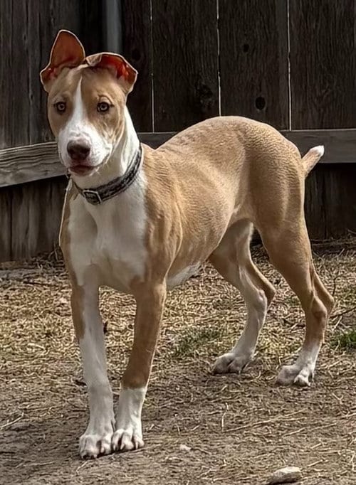 Photo of Autumn, adoptable Whippet in Great Bend, Kansas