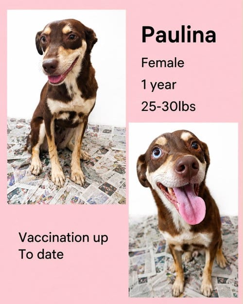 Photo of Paulina, adoptable Siberian Husky in Virginia Beach, Virginia
