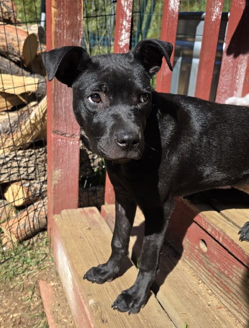 Photo of Lina, adoptable Labrador Retriever in Evergreen, Colorado