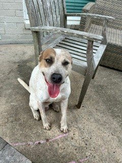 Photo of Quigley, adoptable Australian Cattle Dog/Blue Heeler in Pearland, Texas