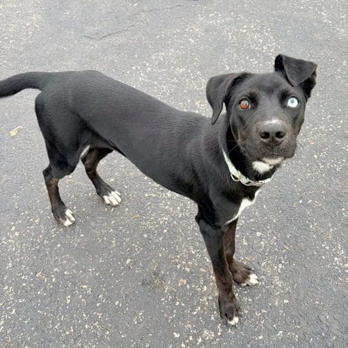 Photo of Bindi Sue, adoptable Labrador Retriever in New Oxford, Pennsylvania