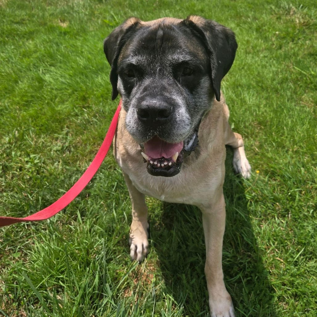 Photo of Bentley, adoptable Mastiff in Berea, Ohio