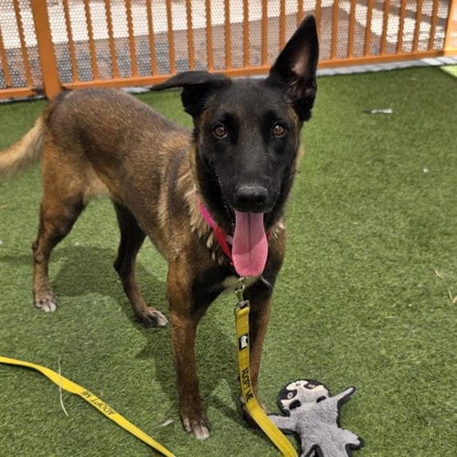 Photo of Shanin, adoptable Belgian Shepherd Malinois in Las Vegas, Nevada