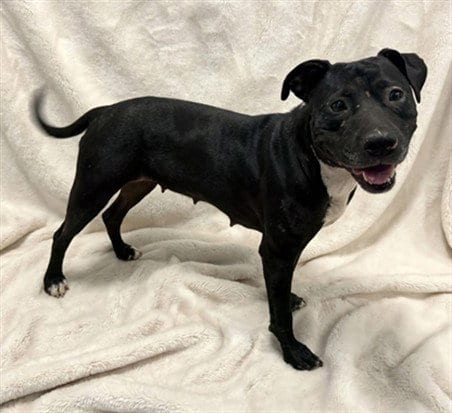 Photo of Maggie, adoptable Pit Bull Terrier in Baldwin Park, California