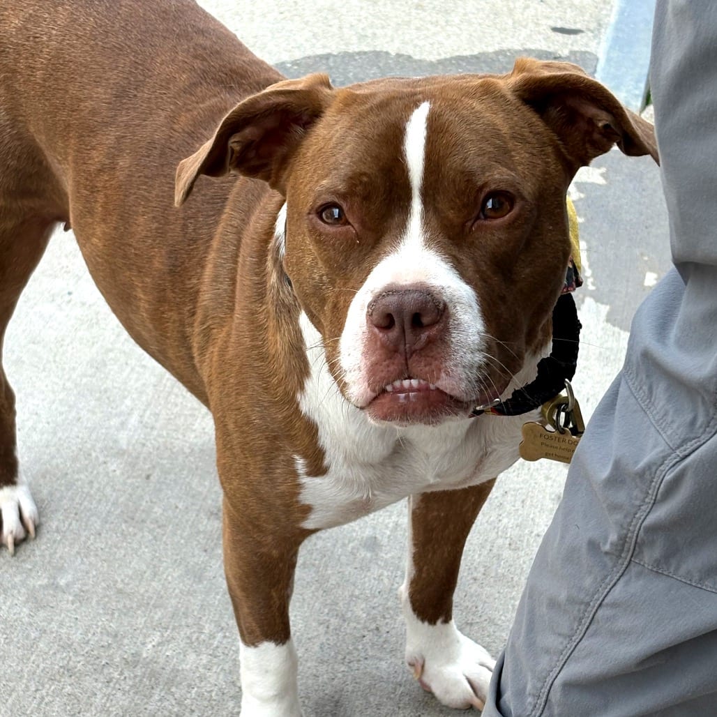 Photo of Guppy, adoptable Mixed Breed (Medium) in Potomac, Maryland