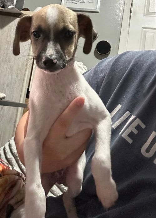 Photo of Rusty, adoptable Terrier in Columbus, Indiana