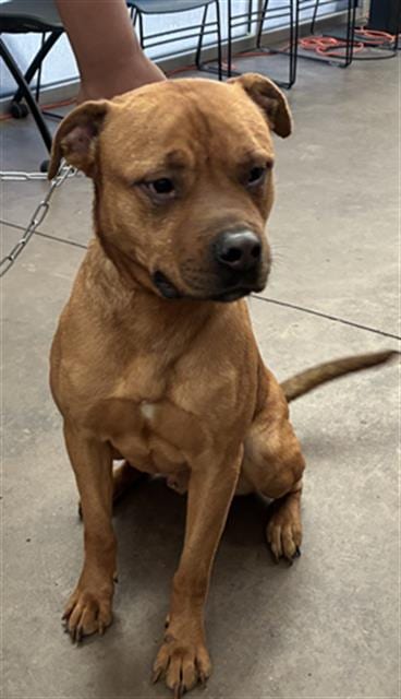 Photo of Bruno, adoptable Mixed Breed
