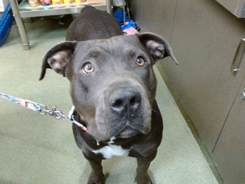 Photo of Rosie, adoptable Pit Bull Terrier in San Bernardino, California