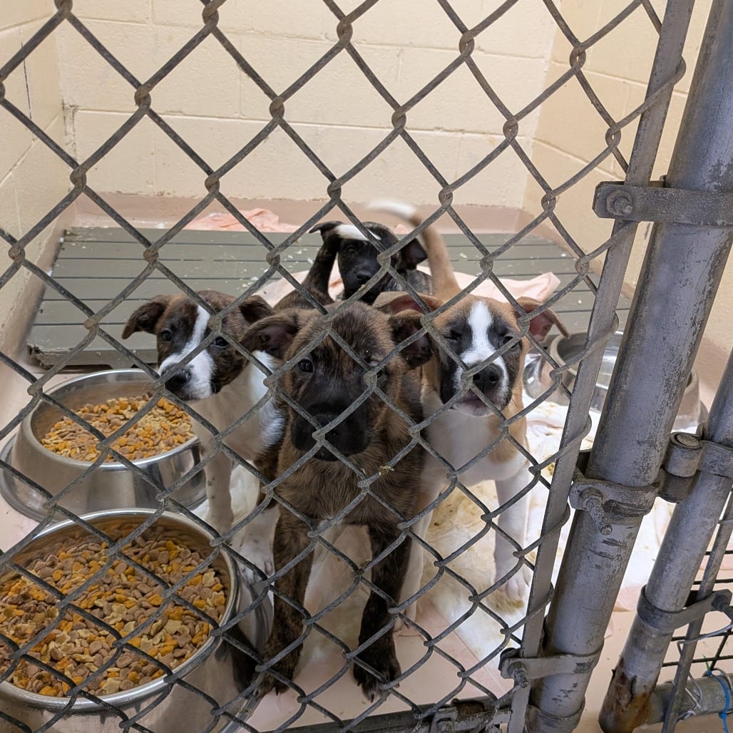 Photo of Callie, adoptable Cattle Dog in Fairfax Station, Virginia