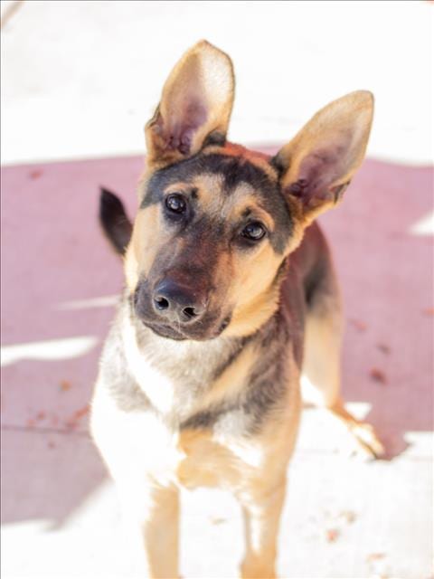Photo of Rowdy, adoptable German Shepherd Dog in Tracy, California