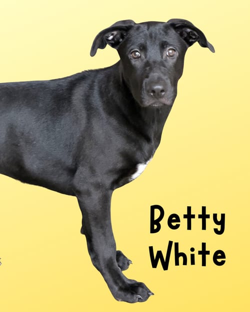 Photo of Betty White, adoptable Labrador Retriever in Hilton Head, South Carolina