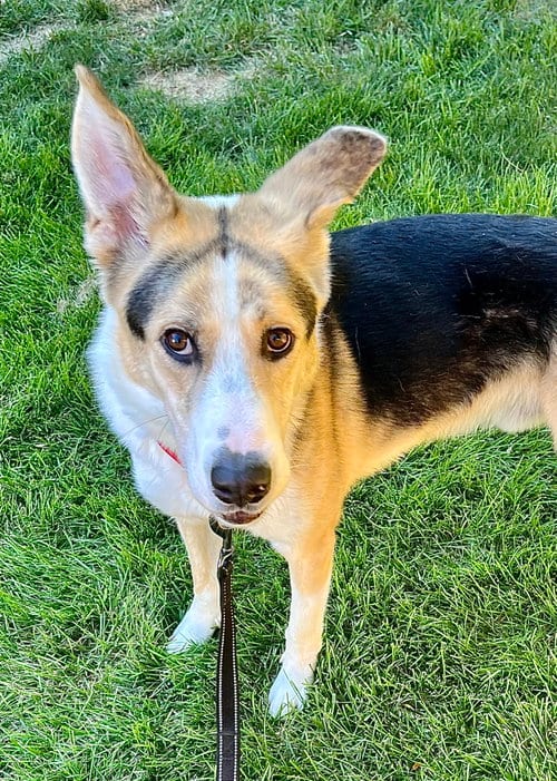 Photo of Royal, adoptable Collie in Omaha, Nebraska