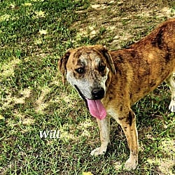 Photo of Will, adoptable Catahoula Leopard Dog in East Hartford, Connecticut