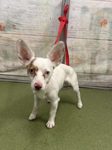 Photo of Radar, adoptable Chihuahua in San Bernardino, California