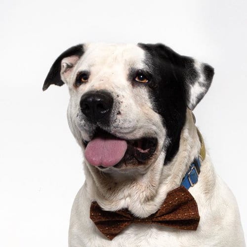 Photo of Moto, adoptable Pit Bull Terrier in Santa Maria, California