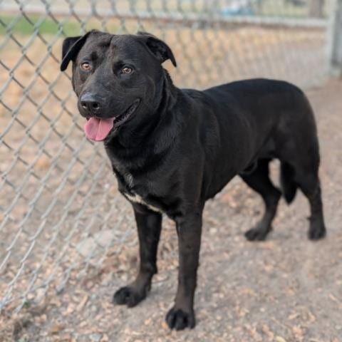 Photo of Splinter, adoptable Labrador Retriever in Conroe, Texas