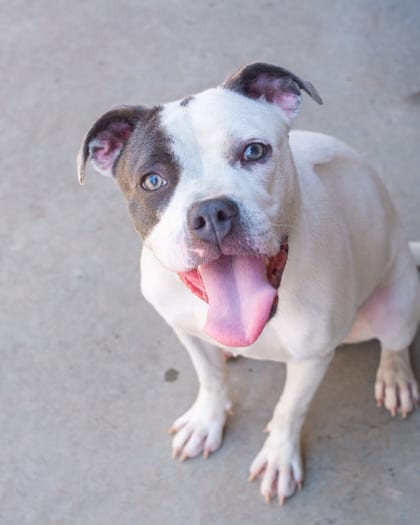 Photo of Tabitha, adoptable dog in Chamblee, Georgia