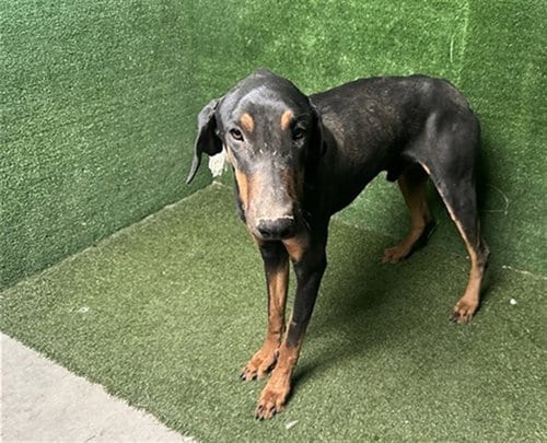 Photo of Dean, adoptable Doberman Pinscher in Lancaster, California