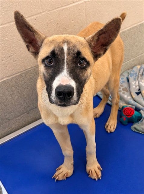 Photo of Boone, adoptable Black Mouth Cur in Statesville, North Carolina