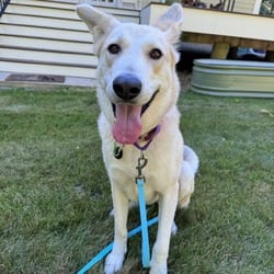 Photo of June, adoptable Shepherd (Unknown Type) Mixed Breed (Medium) in New York, New York