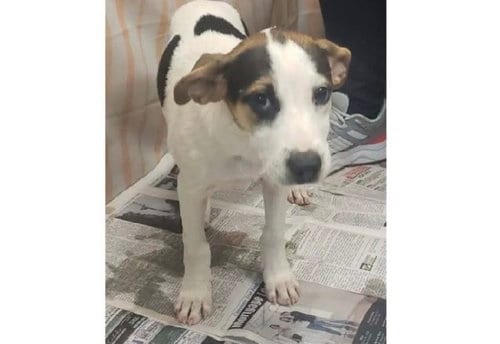 Photo of Trish, adoptable Hound in Willingboro, New Jersey