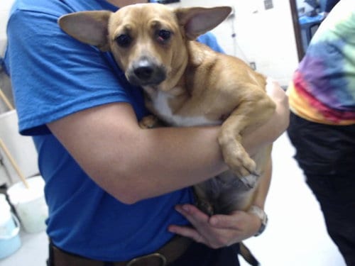 Photo of Evie, adoptable Chihuahua in Fayetteville, North Carolina