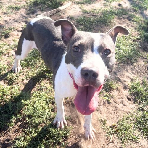 Photo of Kelly, adoptable Pit Bull Terrier in Aurora, Colorado