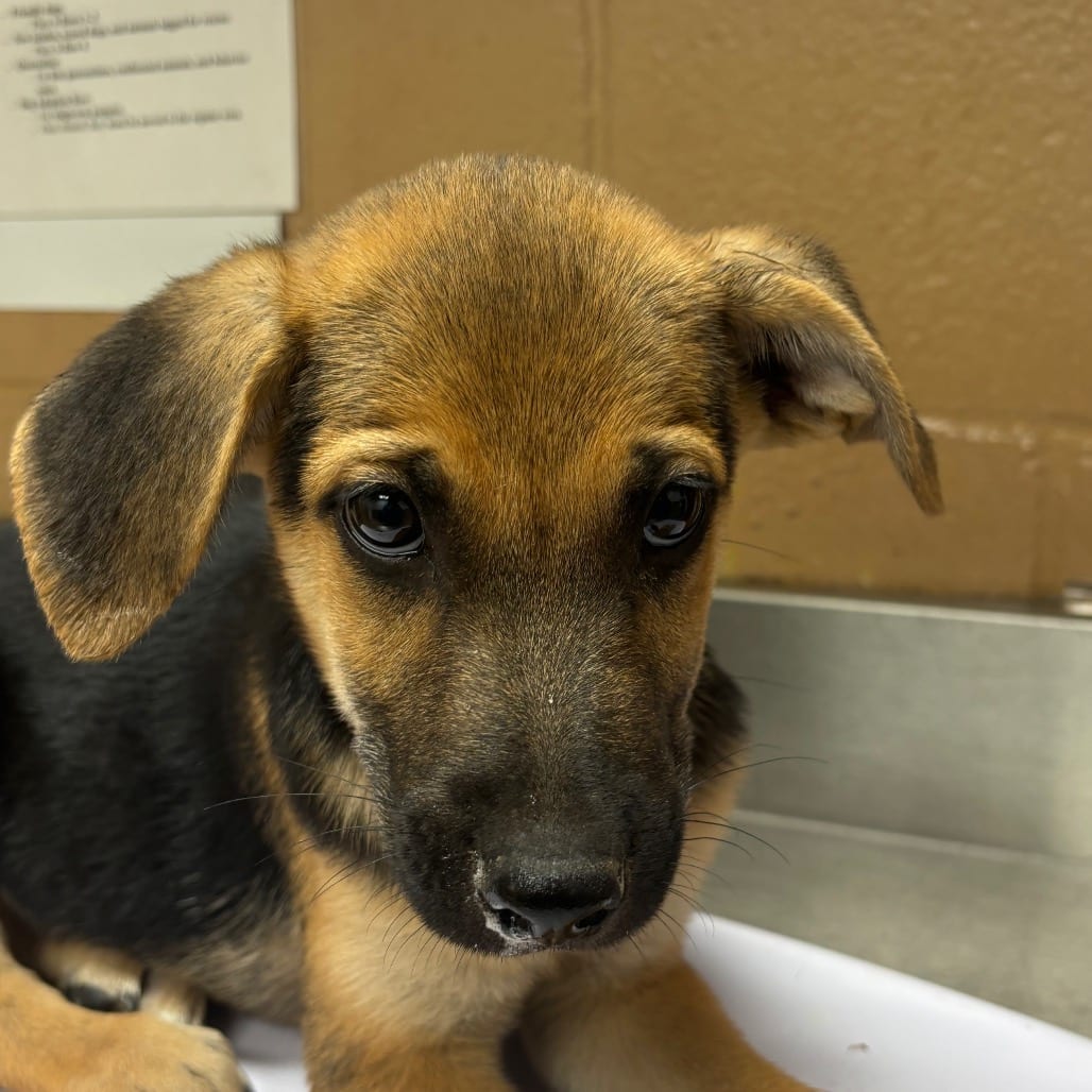 Photo of Biscotti, adoptable Shepherd in Brownsville, Texas