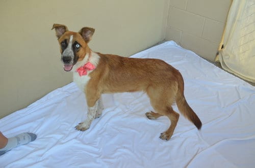 Photo of Gloop, adoptable Unknown breed in McKinney, Texas