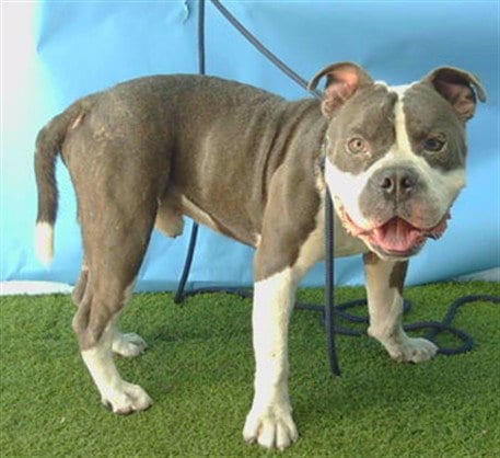 Photo of Iron Man, adoptable Pit Bull Terrier in Downey, California