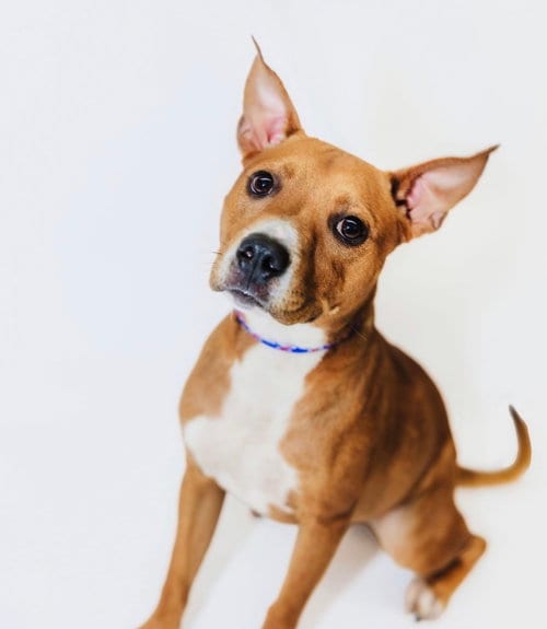 Photo of Julie, adoptable American Pit Bull Terrier in York, South Carolina