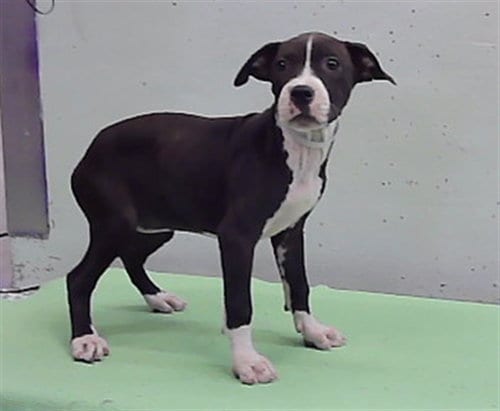 Photo of A2101604, adoptable Staffordshire Bull Terrier in Houston, Texas
