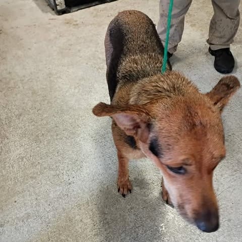 Photo of Potts 26-10-009, adoptable Shepherd in Bastrop, Texas